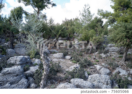Green trees and grey rock formations. Green trees and grey rock formations. 75605066