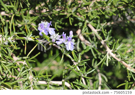 Rosemary Marine Blue Rosemary Marine Blue 75605159