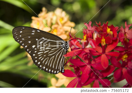 Butterflies are sucking nectar from flowers. The name of the butterfly is Tsumurasaki Madara. Butterflies are sucking nectar from flowers. The name of the butterfly is Tsumurasaki Madara. 75605172