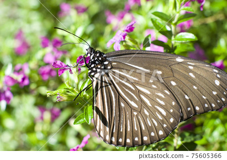 Tsumurasaki Madara is sucking the nectar of pink flowers. 75605366