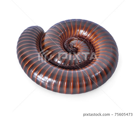Millipede isolated on a white background 75605473