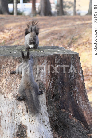 大米中的埃佐里斯（Ezoris） 75605484