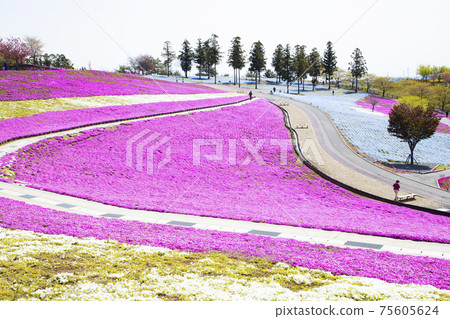 Hokubuyama Park View Hill, Moss Phlox and Nemophila Flower Field 75605624