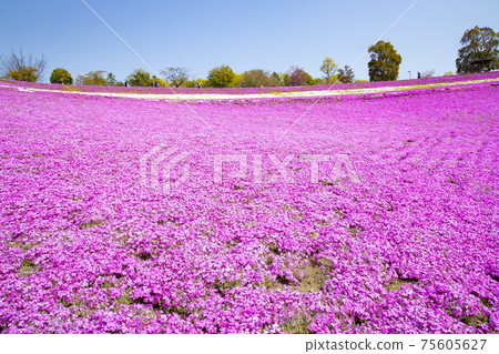 北山公園,眺望山丘,草皮櫻花田 北山公園,眺望山丘,草皮櫻花田 75605627
