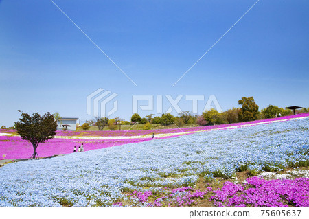 Hokubuyama Park View Hill, Moss Phlox and Nemophila Flower Field 75605637