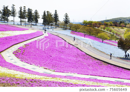 Hokubuyama Park View Hill, Moss Phlox and Nemophila Flower Field Hokubuyama Park View Hill, Moss Phlox and Nemophila Flower Field 75605649