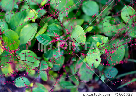 五層寶塔明仁宮寺東京都日野市高hat藤村高hat藤站寺院觀光遊覽日期 75605728