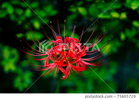 五層寶塔明仁宮寺東京都日野市高hat藤村高hat藤站寺院觀光遊覽日期 75605729