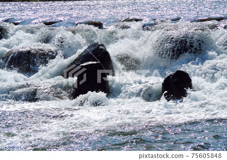 Scenery of a river where a large amount of water roars and flows through a weir ... Iinashi River, Yasugi City, Shimane Prefecture (sunny) 75605848