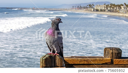 Pigeon on the beach. 75605932