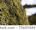 Macro shot of moss on the surface of a tree 75605949