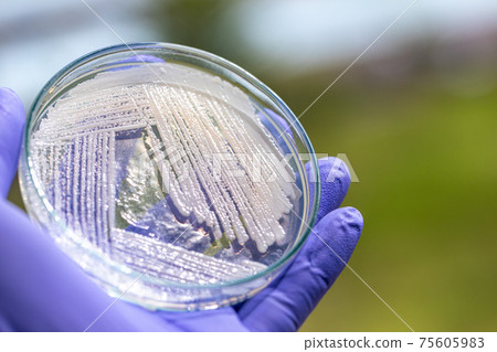 Pichia is a genus of yeasts in the family Saccharomycetaceae under the microscope for education. 75605983