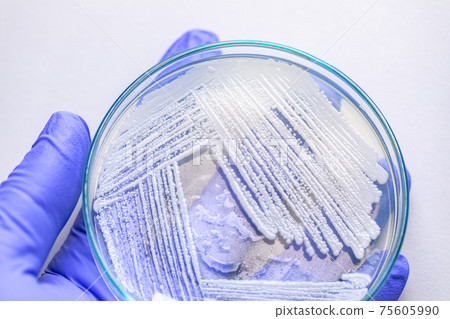 Pichia is a genus of yeasts in the family Saccharomycetaceae under the microscope for education. Pichia is a genus of yeasts in the family Saccharomycetaceae under the microscope for education. 75605990