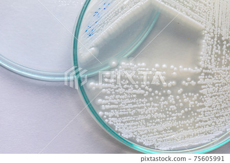 Pichia is a genus of yeasts in the family Saccharomycetaceae under the microscope for education. 75605991