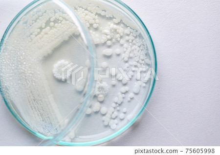 Pichia is a genus of yeasts in the family Saccharomycetaceae under the microscope for education. 75605998