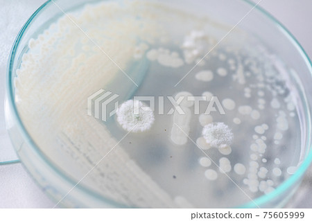 Pichia is a genus of yeasts in the family Saccharomycetaceae under the microscope for education. Pichia is a genus of yeasts in the family Saccharomycetaceae under the microscope for education. 75605999