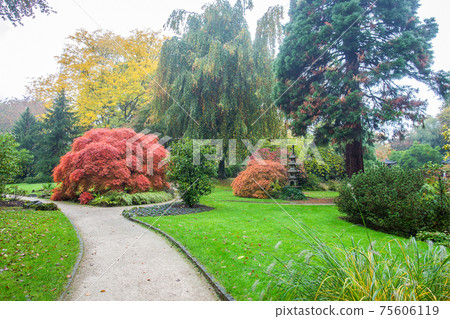 Lantern and orange japanese maple  in the Autumn Japanese Garden in Leverkusen is an amazing misty autumn landscape 75606119