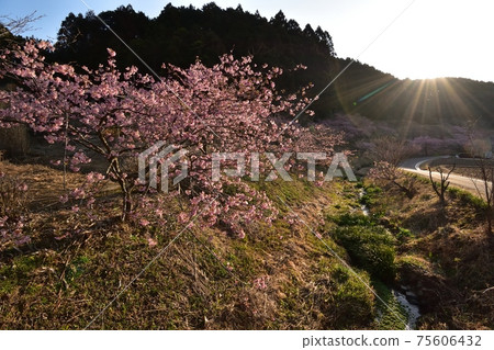 Kawazu Sakura (Fukudasawa) 210221am 7:42 Kawazu Sakura (Fukudasawa) 210221am 7:42 75606432
