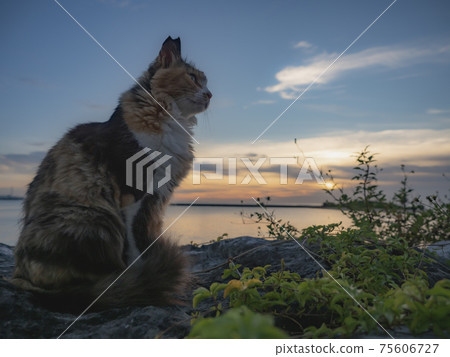 在海灘的一隻貓 在海灘的一隻貓 75606727