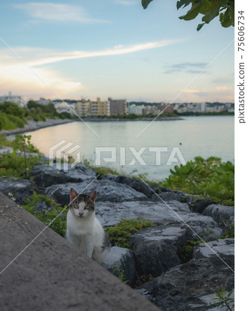 A cat on the beach A cat on the beach 75606734