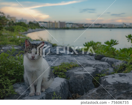 A cat on the beach A cat on the beach 75606735
