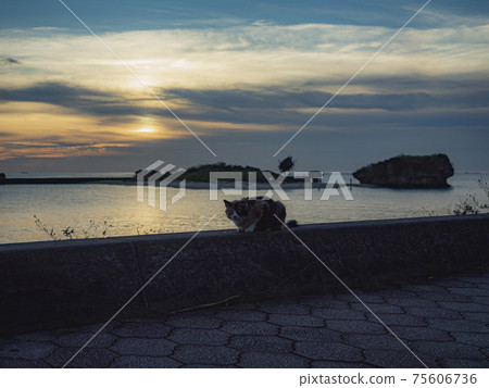 A cat on the beach A cat on the beach 75606736