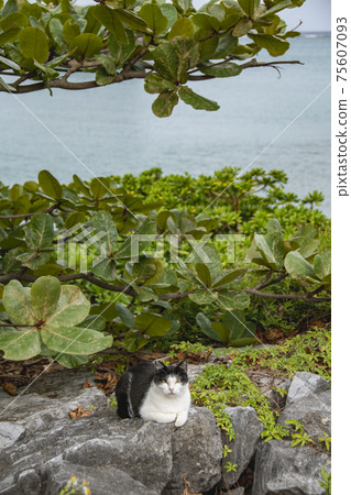 Wild cat Wild cat 75607093