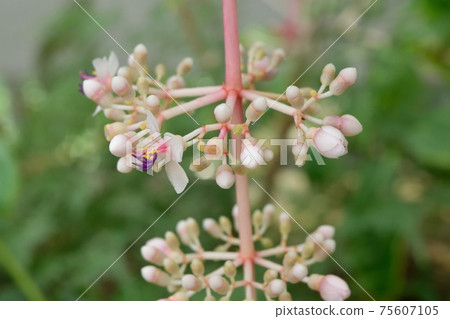 Medinira · Spekiosa Buds of flowers Medinira · Spekiosa Buds of flowers 75607105