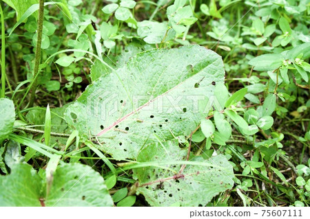 Worm-eating leaves 75607111