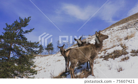 The female maral protects her young. The female maral protects her young. 75607421