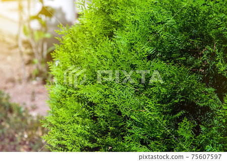 evergreen thuja bush growing in a backyard garden close-up of a plant illuminated by sunlight. 75607597
