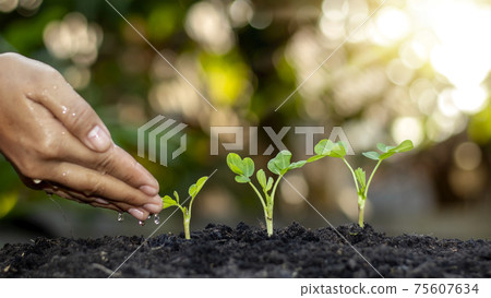 Growing crops on fertile soil and watering plants, including showing stages of plant growth, cropping concepts and investments for farmers. 75607634