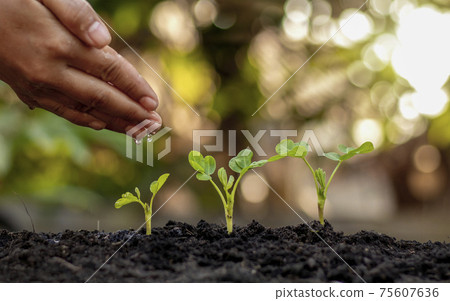 Growing crops on fertile soil and watering plants, including showing stages of plant growth, cropping concepts and investments for farmers. Growing crops on fertile soil and watering plants, including showing stages of plant growth, cropping concepts and investments for farmers. 75607636
