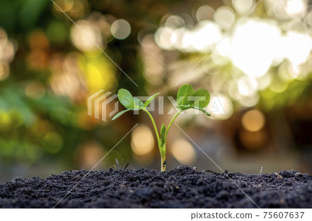 Trees with green leaves growing on the ground in blurred green nature background, reforestation and environmental protection concept. Trees with green leaves growing on the ground in blurred green nature background, reforestation and environmental protection concept. 75607637