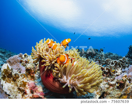 Clown anemonefish 75607639