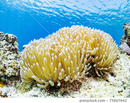 Clown anemonefish 75607642