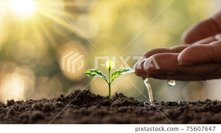 Growing plants in fertile soil and watering. Planting ideas and investments for farmers. 75607647