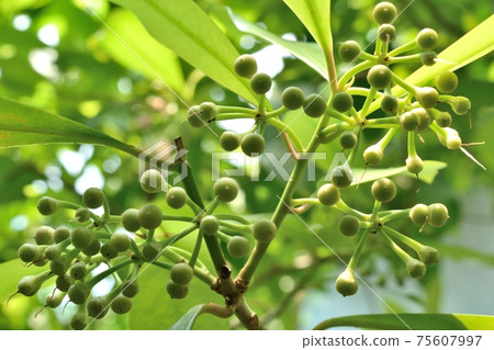 Ceylon Manjou shoebutton Bud Ceylon Manjou shoebutton Bud 75607997