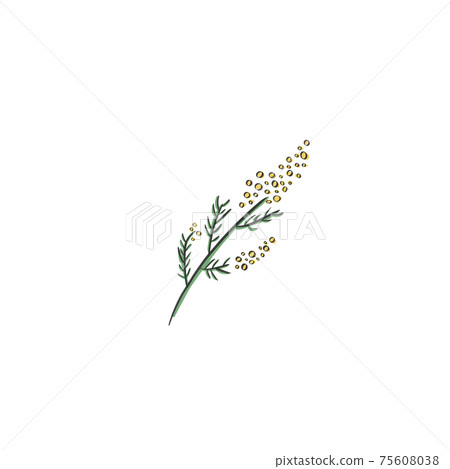 含羞草 含羞草 75608038