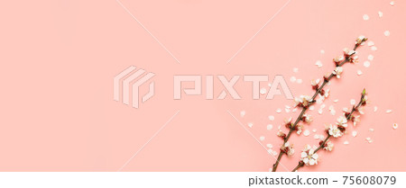 Spring fresh cherry flowers on pink background. Flat lay, top view. 75608079