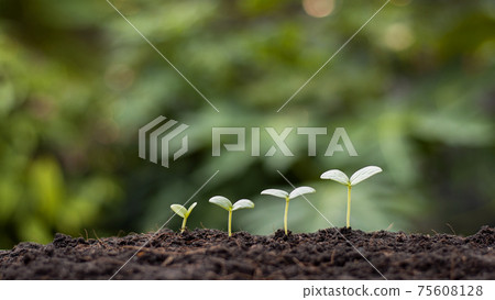 Small trees of different sizes growing on green background concept of caring for the environment and world. 75608128