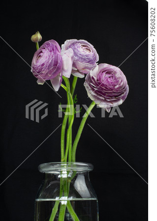 Flowers on a black background 75608202