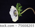Flower on a black background 75608203