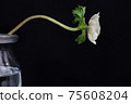 Flower on a black background 75608204