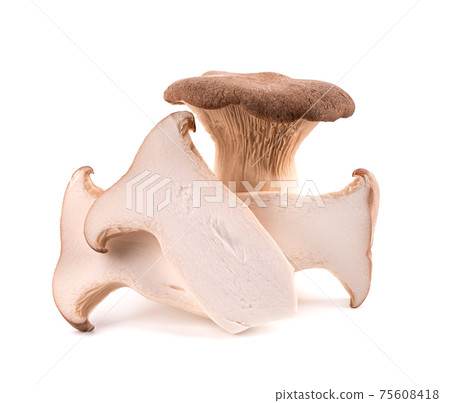 King oyster mushroom isolated on white background. Pleurotus eryngii mushroom. King oyster mushroom isolated on white background. Pleurotus eryngii mushroom. 75608418