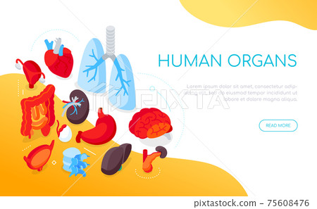 Human internal organs - modern colorful isometric web banner 75608476
