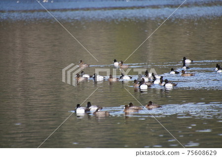 A flock of scaups swimming in a lake Bank-Bar British Columbia Canada 75608629