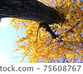 Autumn at the temple Ginkgo 75608767