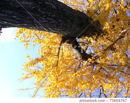 秋天在銀杏寺 秋天在銀杏寺 75608767