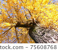 Autumn at the temple Ginkgo 75608768